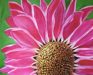 Pink sunflower